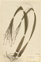 藏品(玉山針藺)的圖片